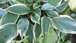 хоста аристократ