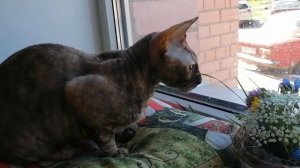 Корниш-рекс