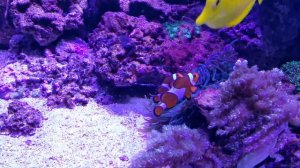 Juwel rio 400 (450liter reef tank) Морской