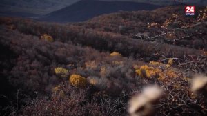 Адъютант его превосходительства