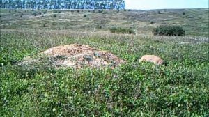 Сурок-байбак в заповеднике Присурский