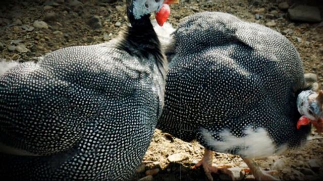 Породы цесарок, подходящие для домашнего разведения