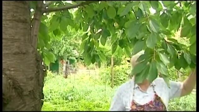 Михаил Баранецкий-Росте черешня в мами на городi. смотреть онлайн