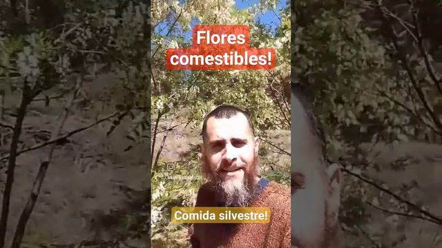 COMIDA silvestre GRATIS , tortilla de FLORES de acacia blanca 🌸