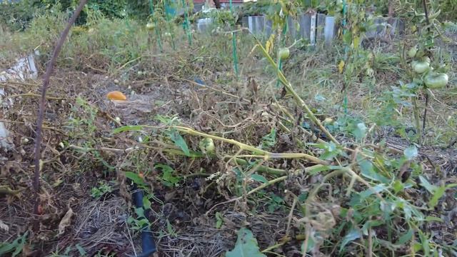 Собираю остатки урожая, делаю ландшафтный дизайн участка. смотреть онлайн