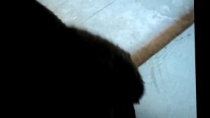 Замена шаровой опоры на автомобиле Ниссан Примера Р12