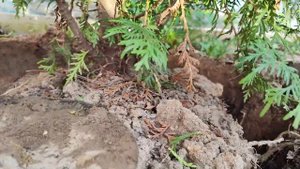 Туя тонкости посадки