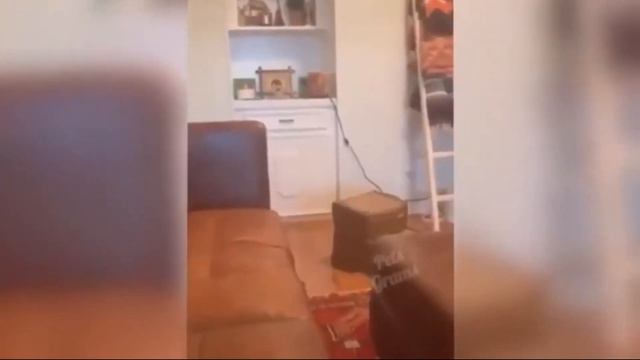 Просто прикольные животные. смотреть онлайн