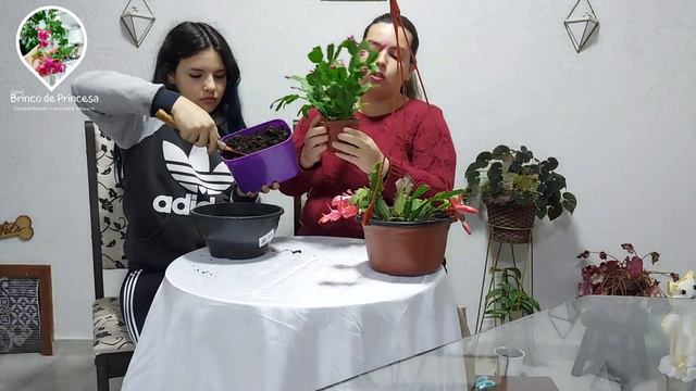 Flor de maio - Beleza ao invés de espinhos смотреть онлайн