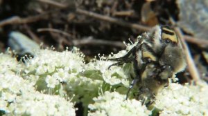 Волосатый жук – Восковик перевязанный, Trichius fasciatus