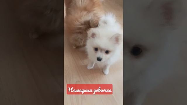 Немецкая девочка шпиц с мамой. Окрас-кремовая. Рождена 13 апреля 2023г.#немецкийшпиц  #щенкишпица