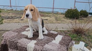 Зести, 4 месяца