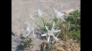Песчаная Лилия -символ светлой Любви!!!Pancratium maritimum)