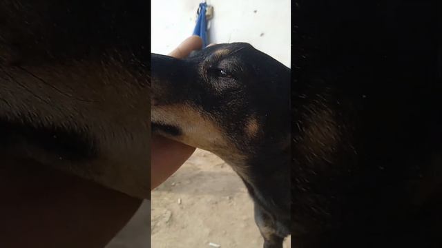 люди добрые посмотрите пожалуйста видео и давайте срочно поможем красавчику пёсику смотреть онлайн