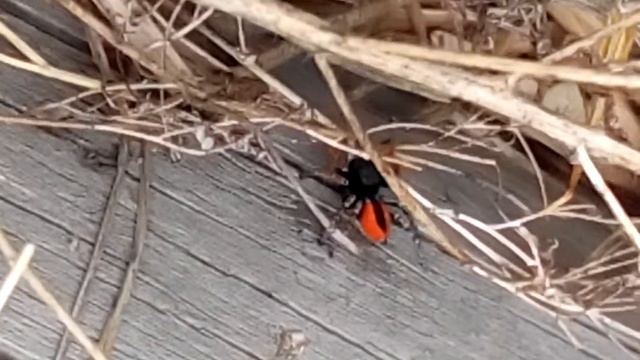 паук-скакун краснобрюхий смотреть онлайн