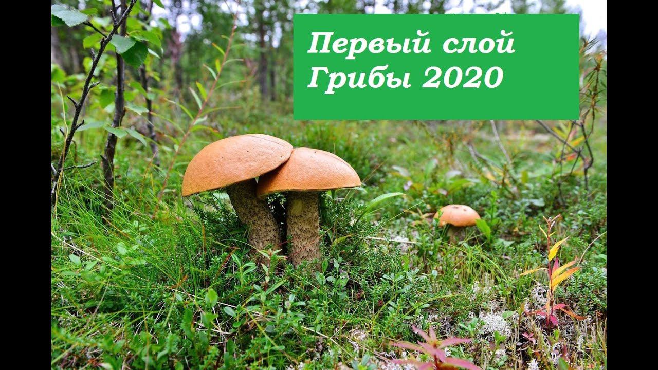 Первый слой грибов.ПОДОСИНОВИКИ ,ПОДБЕРЕЗОВИКИ. смотреть онлайн