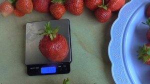 ОЛИМПИЯ.  Прекрасный сорт с замечательной, сладкой ягодой огромного размера.