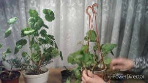 Как делать обрезку пеларгонии