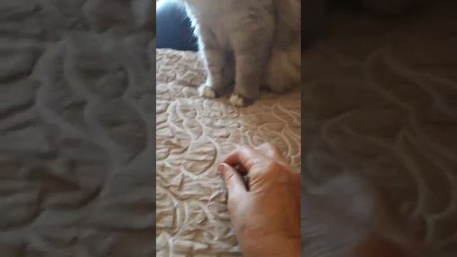 Невский маскарадный кот играет смотреть онлайн