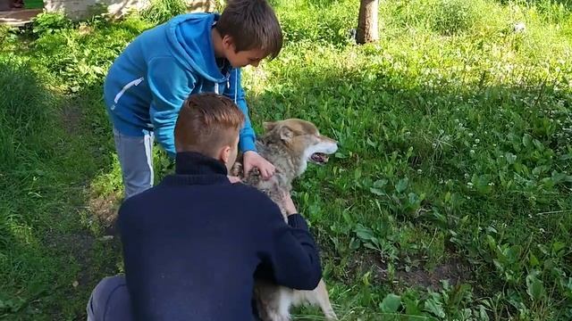 Центр реабилитации диких животных Сирин - вольеры для псовых смотреть онлайн