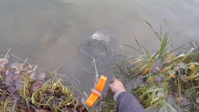 Крупный КАРАСЬ. Рыбалка на Фидер. Озеро Кипень. смотреть онлайн