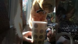 Cat drinks tea