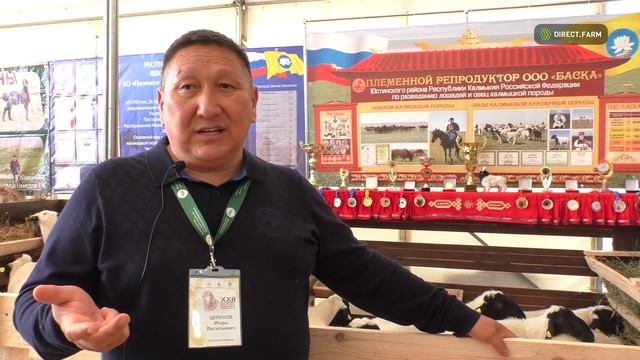 Опыт разведения калмыцких курдючных овец