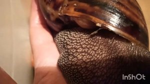 Ахатина Ахатина тигр ?? Улитка без хвоста ?