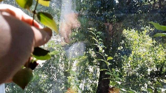Комнатные растения/цветы, экзотические и не очень. Обзор. Цветущие растения