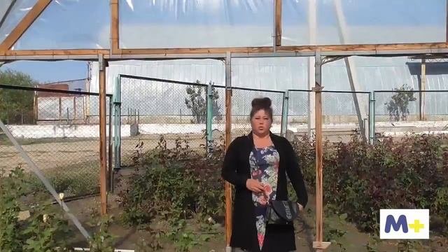 Выращивание цветов в теплицах