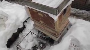 разные методики подготовки пчел к зимовке на воле и результат зимовки - фильм 3