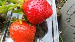 Цунаки-садовая крупноплодная земляника июль 2018 года