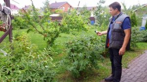 Жимолость, все от посадки до легкого сбора урожая или жимолость мечты
