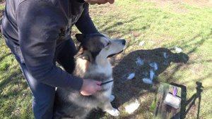 Линька маламута: как вычесать шерсть