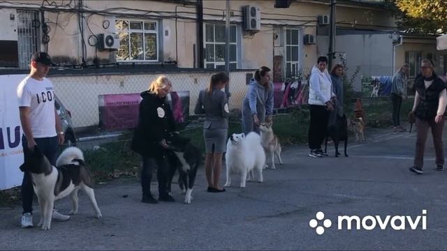 18🏠 выставка собак #собакилучшелюдей #выставкасобак #самоед #вкрымнапмж #переезднаюг #домвкрыму