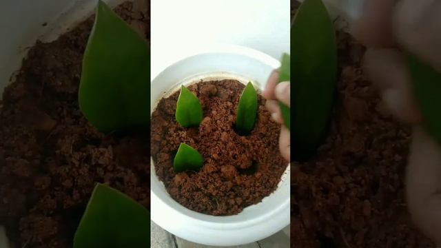 How to propagate ZZ plant from leaves #zzplant