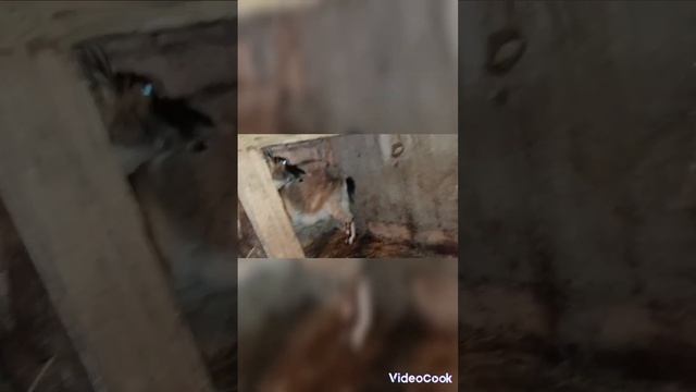 были на ферме? как поживают куры смотреть онлайн