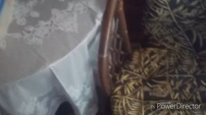 2.Факты о природе:  самка жука носорога.