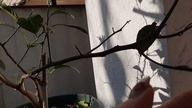 Лимончики мои 😍🍋 смотреть онлайн