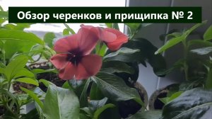Обзор черенков и прищипка № 2 катарантуса. Важные моменты.