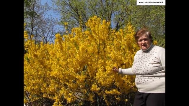 ФОРЗИЦИЯ. Секрет пышного ЦВЕТЕНИЯ.