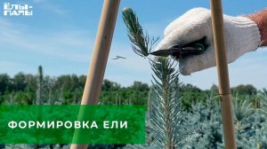 Узнай, как правильно сформировать ель!