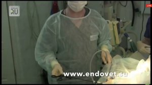 Герниопластика у собаки. Паховая грыжа. Йоркширский терьер.  www.endovet.su