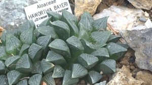 Haworthia bayeri J.D.Venter & S.A.Hammer