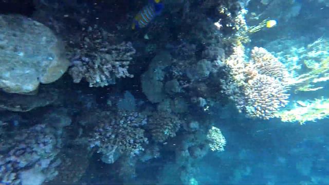 Египет, красное море, Шарм Эль Шейх 2019, кораллы, снорклинг, фридайвинг.