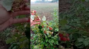 Химбо-топ не перестаёт удивлять!!!