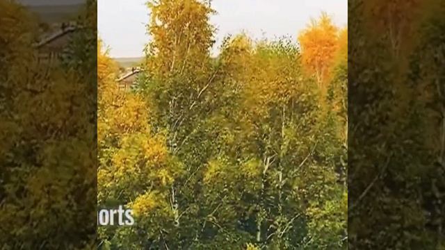 СИБИРЬ❗️ОСЕНЬ❗️ПТИЦЫ В СТАИ СОБИРАЮТСЯ❗️ЗОЛОТЫЕ БЕРЕЗКИ❗️ЗОЛОТАЯ ОСЕНЬ ❗️☔️