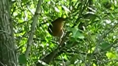 большой погоныш 2