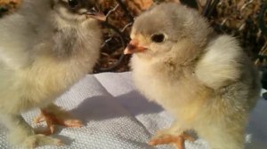 Цыплята 2017 Орпингтон и кохинхин разных окрас !