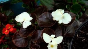 ОБЗОР МАЛИНЫ ФАЛЛГОЛД И МОЕГО САДА